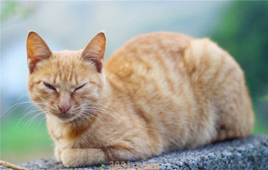 怎么预防猫咪耳螨 定期检查猫咪的耳朵很重要(图2)