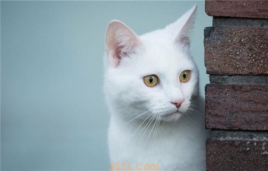 猫不爱喝水该怎么办 如何增加猫咪的饮水量(图1)