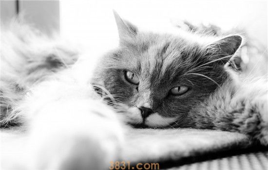 猫不听话怎么办 教你如何调教不听话的猫咪(图2)