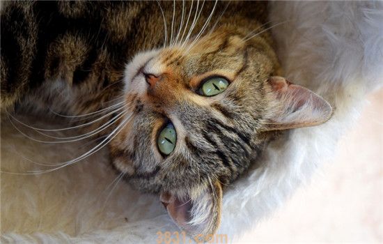猫不听话怎么办 教你如何调教不听话的猫咪(图1)
