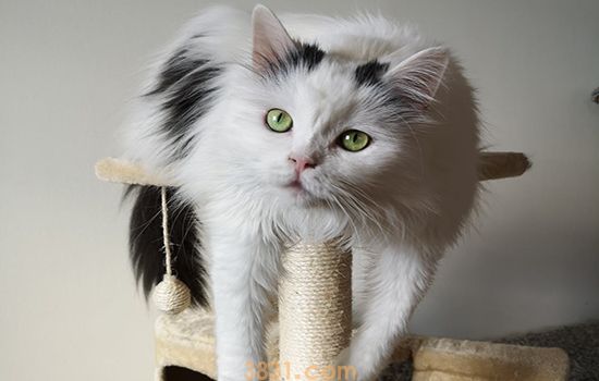 猫老是在被子上撒尿 是你给的安全感不够(图1)