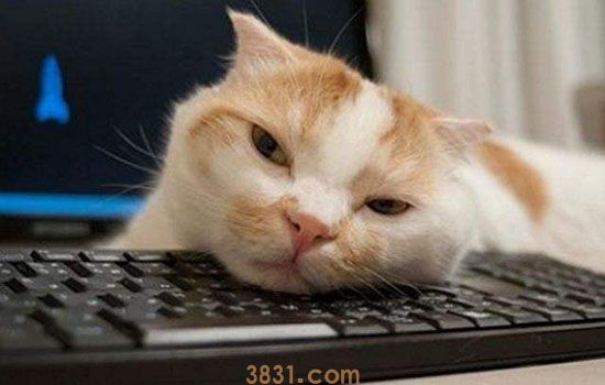 猫为什么老是到处拉尿 是报复行为吗?(图1)