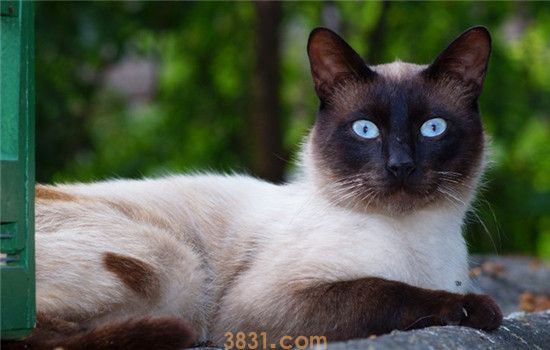 猫和狗怎么和平共处 三招教你如何调教猫狗相处(图1)