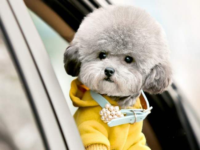 灰比熊犬价格 灰比熊犬价格多少(图1)