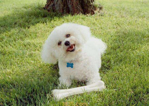 卷毛比熊犬的价格 卷毛比熊犬价格(图1)