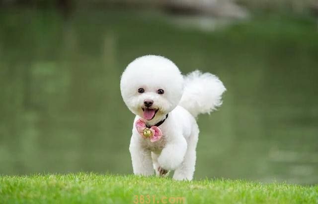 纯种比熊犬价格 纯种比熊犬价格多少(图1)