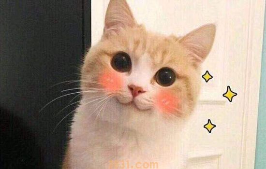 猫黑下巴怎么治疗 日常清洁至关重要(图1)