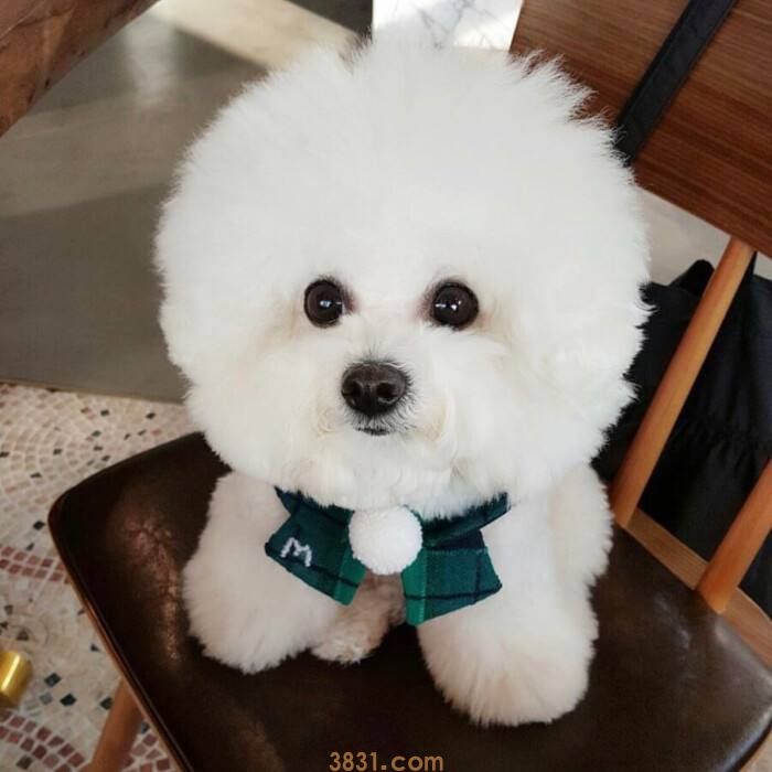 比熊犬的价格 比熊犬的价格是多少钱一只(图1)