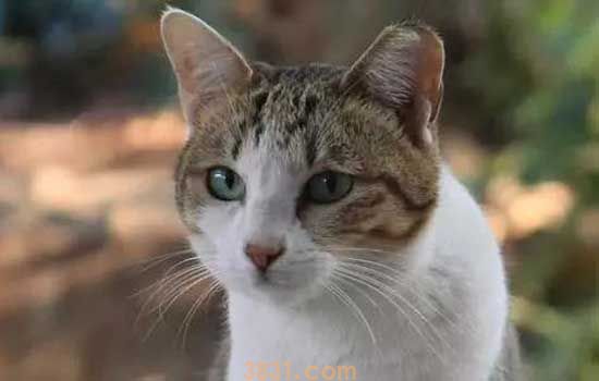 猫为什么会有黑下巴 猫也会有粉刺黑头?(图2)