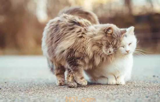 猫为什么会有黑下巴 猫也会有粉刺黑头?(图1)