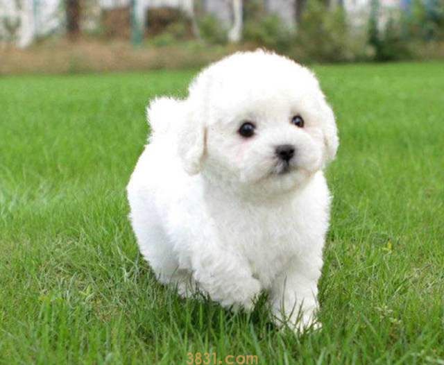 小比熊犬价格 小比熊犬价格多少钱一只(图1)