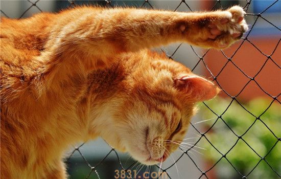猫为什么要磨爪子 猫咪爱到处乱抓怎么办(图1)