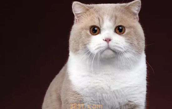 怎么看猫胖还是瘦 猫咪体态参考标准(图2)