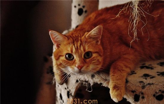 猫咪非常怕人怎么办 如何让猫咪放下戒备心(图2)