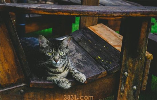 应激反应有什么危害 如何避免猫咪出现应激反应(图2)