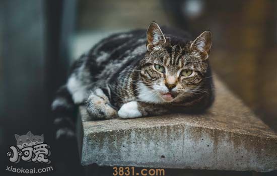 猫黄曲霉素中毒症状 猫黄曲霉素中毒是怎么样的(图4)