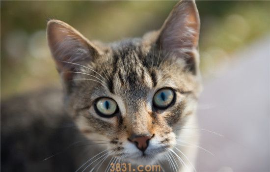 猫为什么会哭 猫咪哭是因为情感吗(图2)