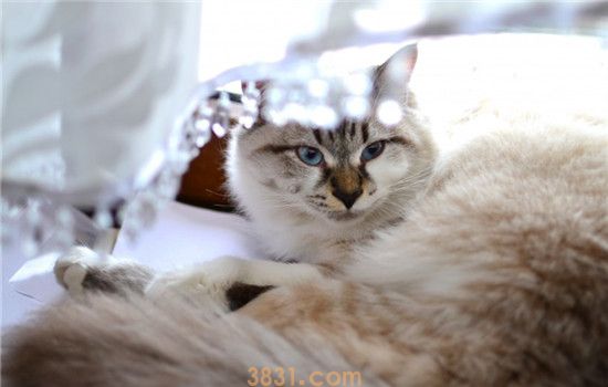 猫为什么会哭 猫咪哭是因为情感吗(图1)