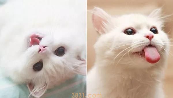 猫吐舌头是什么原因 和狗吐舌头大有不同(图1)