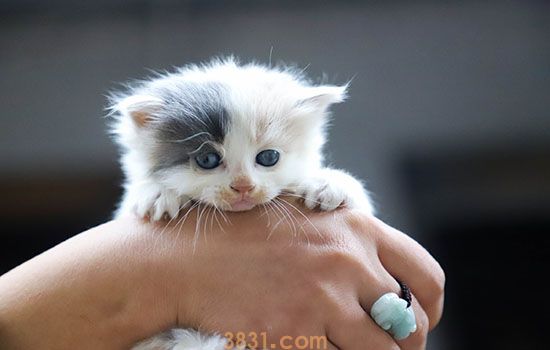 小猫到新家拉稀要多久 别傻傻的等它自愈(图1)