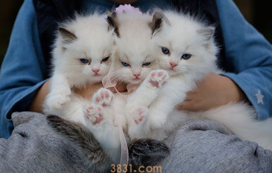 小猫到新家拉稀要多久 别傻傻的等它自愈(图2)