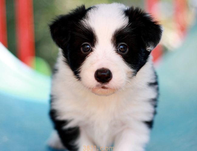 边境牧羊犬幼犬多少钱一只 边境牧羊犬幼犬一般多少钱一只(图1)