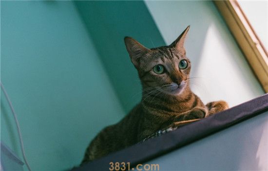 猫喜欢跳上桌子怎么办 如何训练猫咪不上桌(图2)
