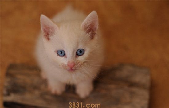 猫咪爱到处乱尿 怎么才能防止猫咪不乱尿(图1)
