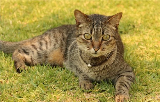 猫乱吃东西怎么办 如何让猫不乱吃东西(图1)