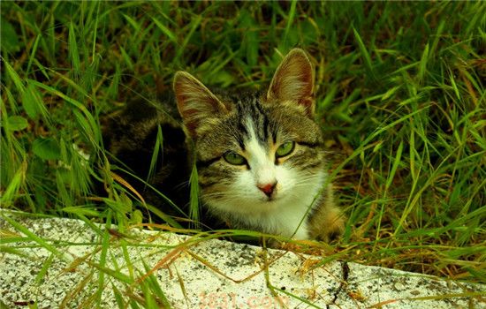 猫乱吃东西怎么办 如何让猫不乱吃东西(图2)