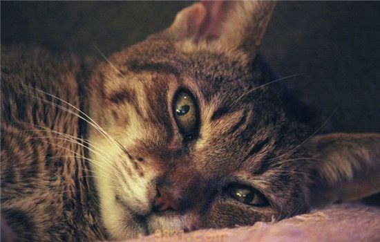猫为什么会抑郁 导致猫咪抑郁的原因有什么(图1)