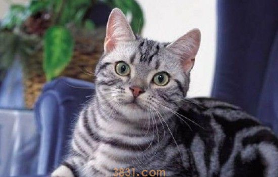 小猫口炎不吃东西怎么办 猫口炎的症状也是不能忽视的!(图1)