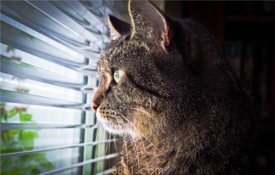 猫为什么会抑郁 导致猫咪抑郁的原因有什么(图2)