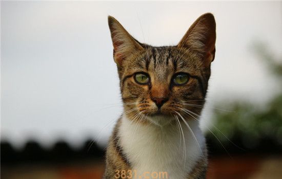 猫脂肪组织炎是什么 猫咪得脂肪组织炎的症状是什么(图2)