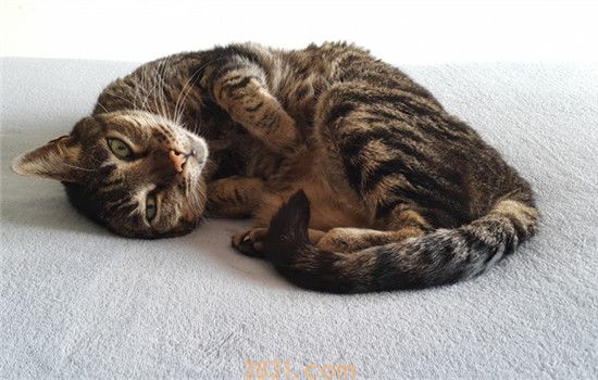 换了猫砂猫不拉屎 猫咪不拉屎的原因有哪些(图1)
