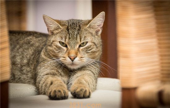 换了猫砂猫不拉屎 猫咪不拉屎的原因有哪些(图2)