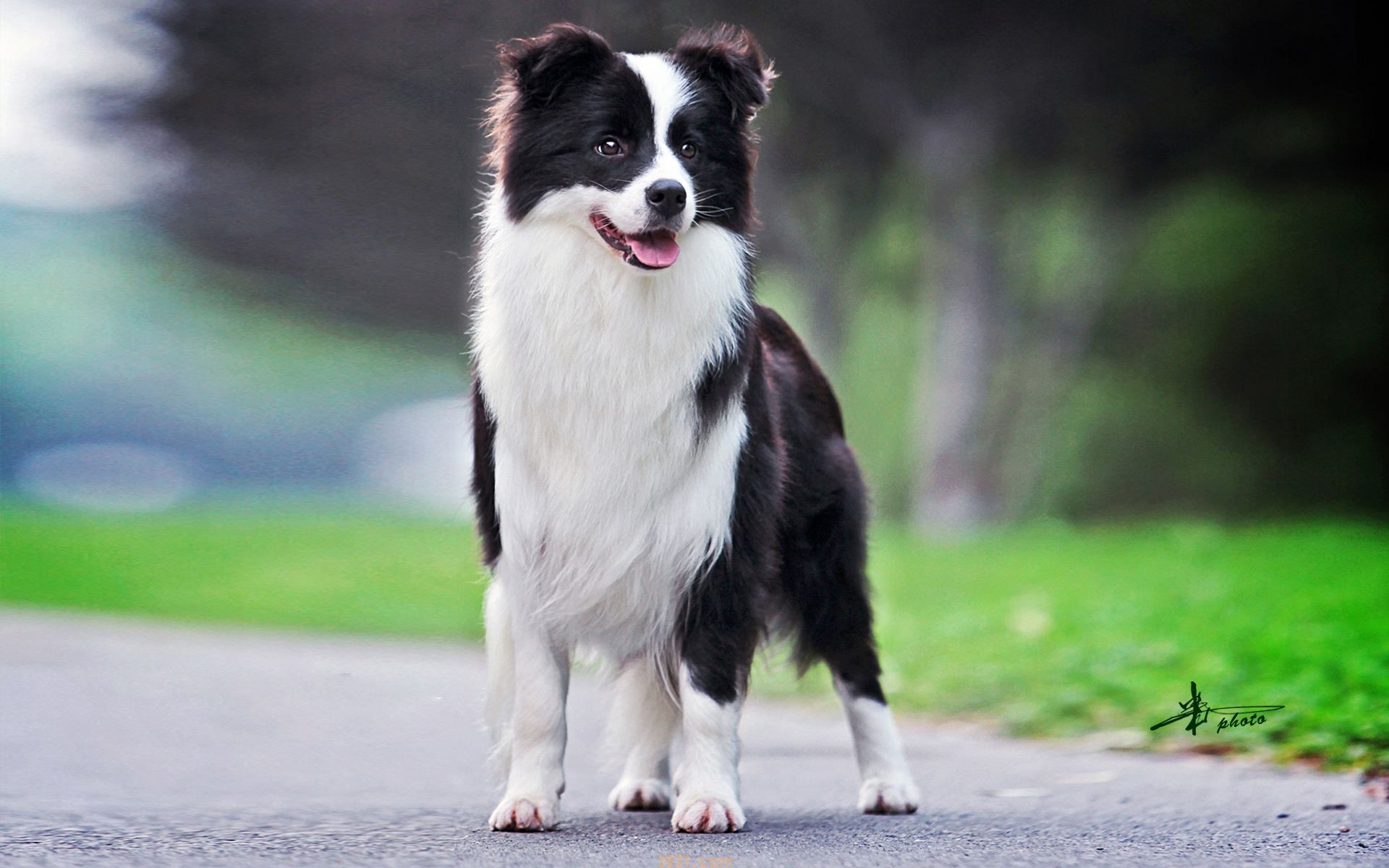 牧边犬多少钱一只 牧边犬多少钱一条(图1)