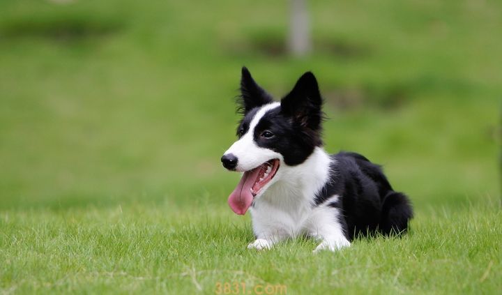 纯种边境牧羊犬价格 边境牧羊犬价格纯种(图1)