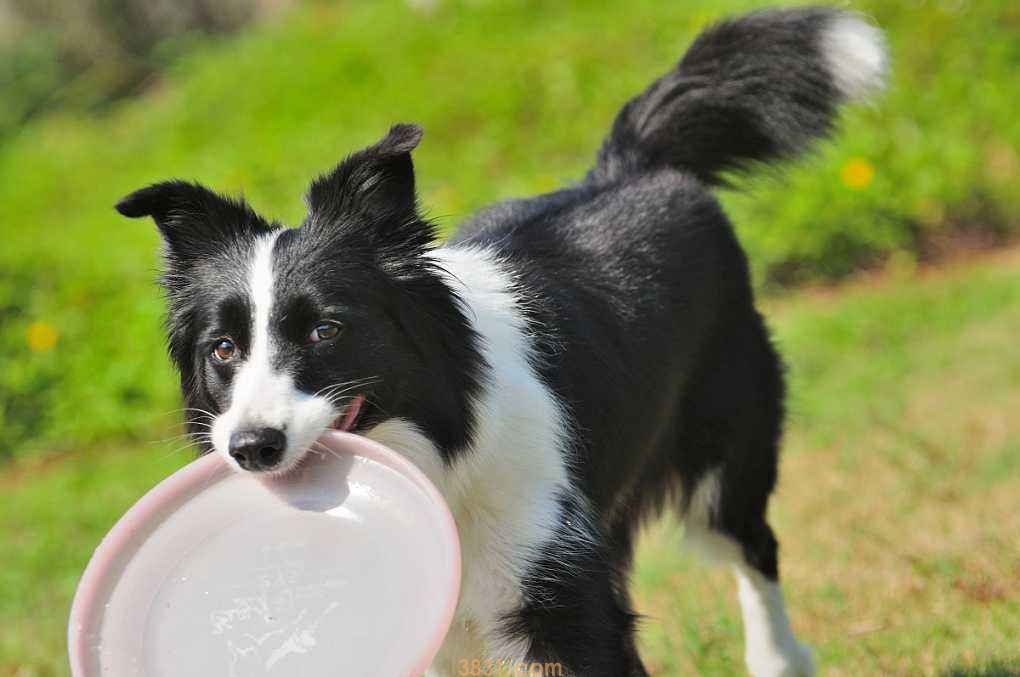 边境牧羊犬的价格 边境牧羊犬价格多少(图1)