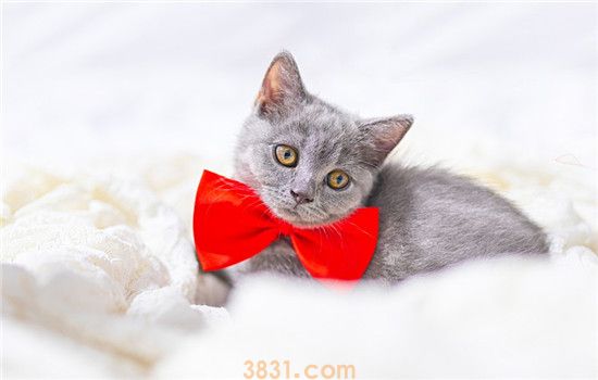 猫要穿衣服吗 最好还是不要给猫咪穿衣服(图1)