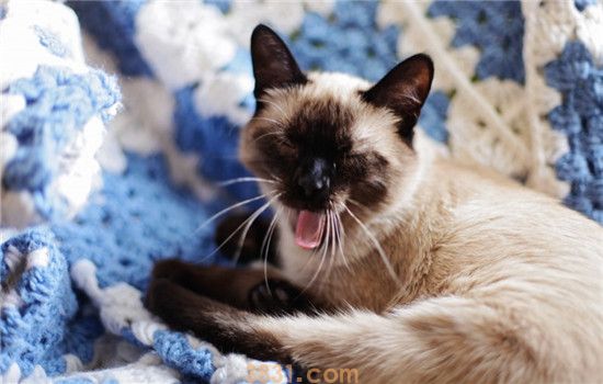 猫要穿衣服吗 最好还是不要给猫咪穿衣服(图2)