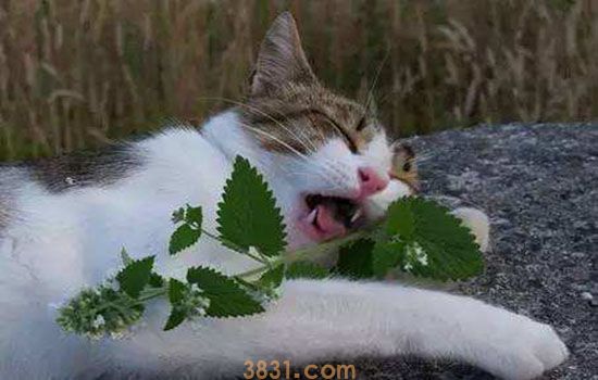 猫草为什么能化毛 如何给猫咪喂食(图1)