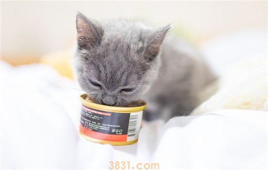 猫咪怎么才能发腮 给猫咪发腮要注意什么(图1)
