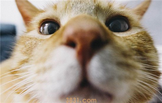猫咪怎么才能发腮 给猫咪发腮要注意什么(图2)