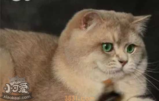 猫咪腹泻便血怎么办 猫咪腹泻便血可能是这种寄生虫在作祟(图1)