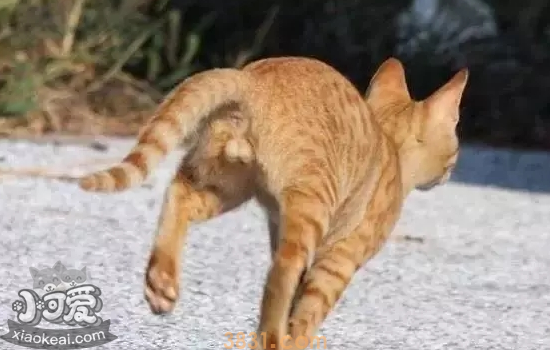 猫咪腹泻便血怎么办 猫咪腹泻便血可能是这种寄生虫在作祟(图3)