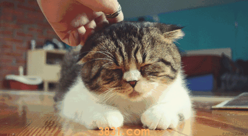 猫咪吃什么植物会中毒 家里有的话干净扔掉(图1)