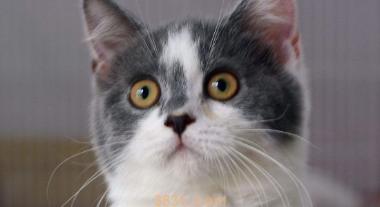 猫藓症状 猫得了猫藓怎么办(图1)