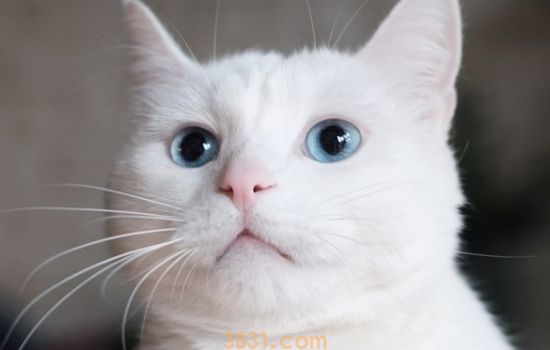 猫藓症状 猫得了猫藓怎么办(图2)