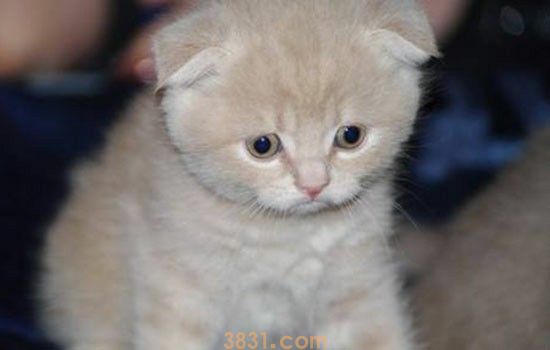 猫怕打雷吗 猫咪害怕什么声音?(图1)